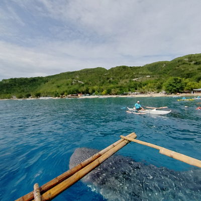 Whale Shark Watching