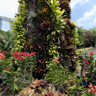Supertree Grove