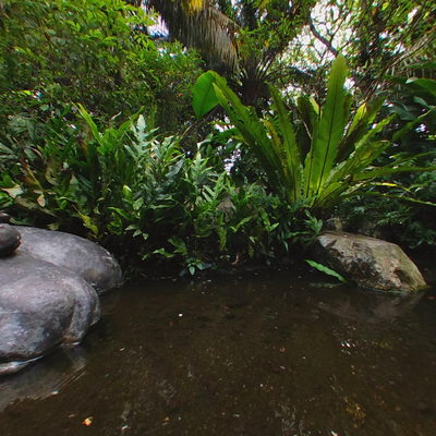 Pygmy Hippos