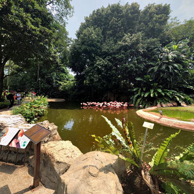 American Flamingo