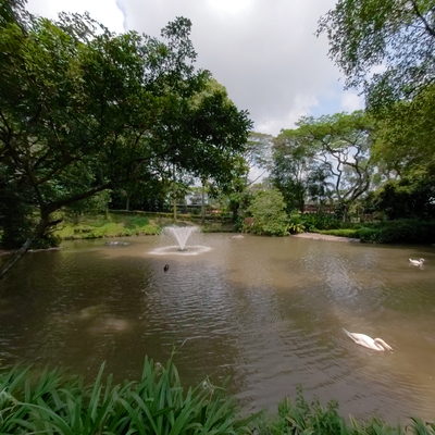 Swan Lake