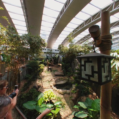 Giant Panda Attraction