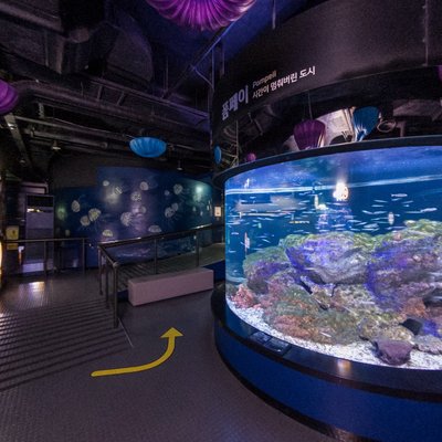 Jellyfish