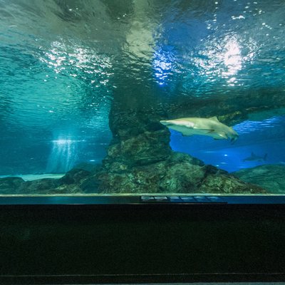 Aquarium Tunnel