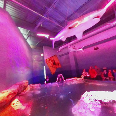 Shark Lagoon