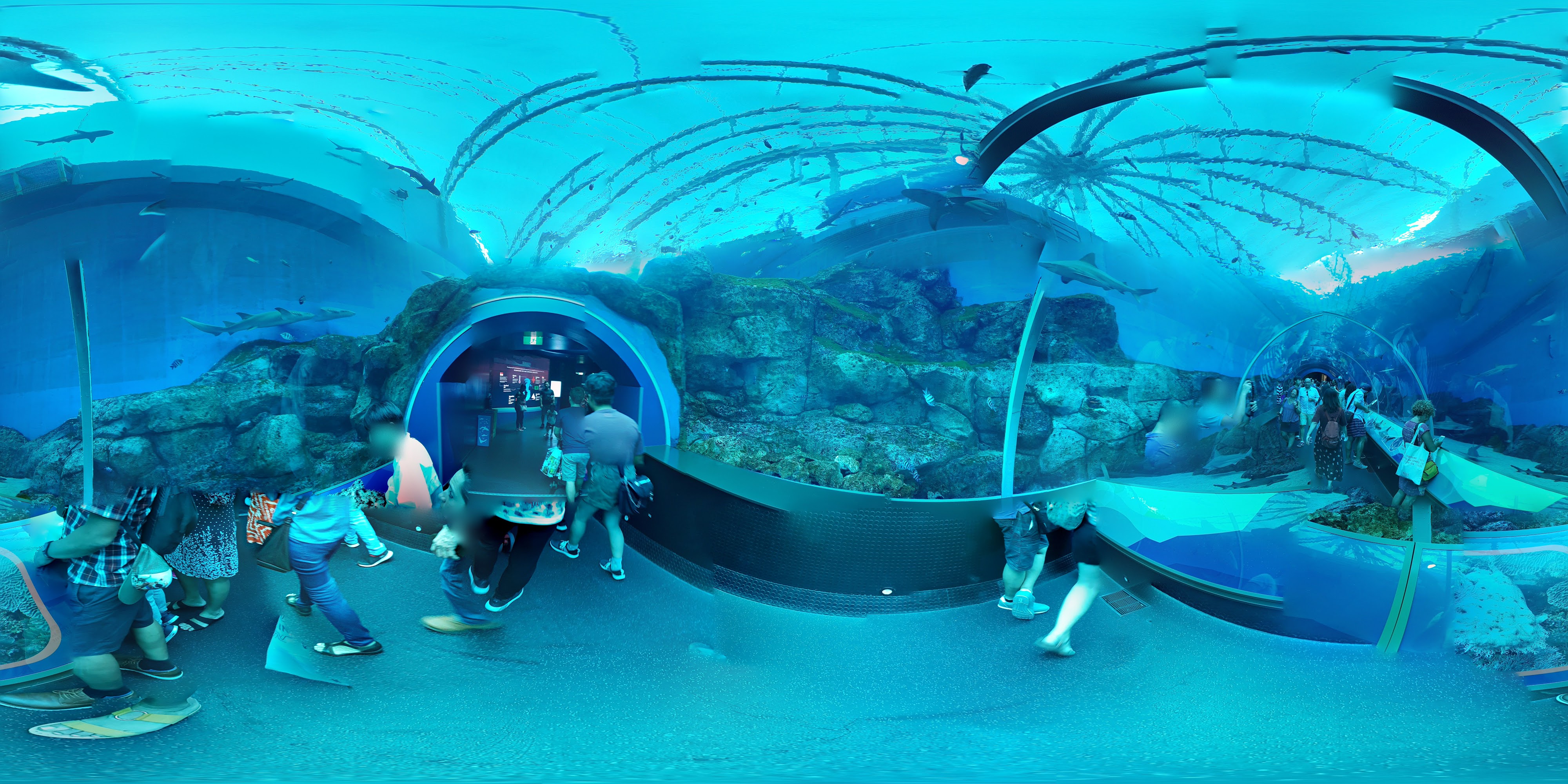 Aquatic Tunnel Enclosure Experience