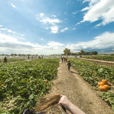 Pumpkin Field