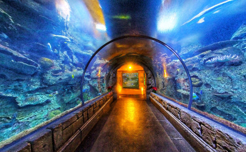 Las Vegas Shark Reef Aquarium at Mandalay Bay