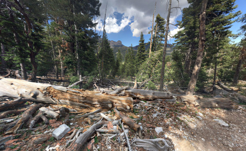 Logs and tree branches scattered on the forest ground with lots of trees and a view of the Charleston Peak in Mt. Charleston, Las Vegas