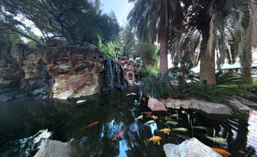Las Vegas Koi fishes swimming freely in the fish pond surrounded with palm trees, shrubs & rock formations, located in a wildlife park in Vegas - the Flamingo Wildlife Habitat