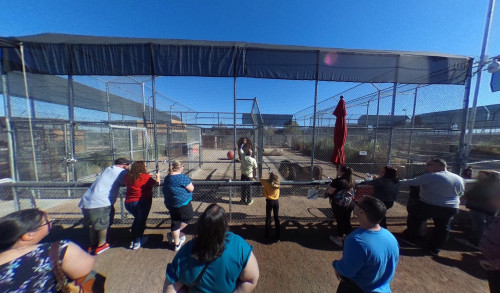 Las Vegas Lots of visitors viewing one of the lions in its metal gated sanctuary at Lion Habitat Ranch, Henderson Nevada